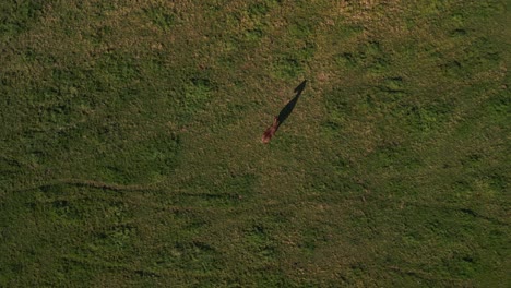 lonely-brown-horse-with-shadow-on-pasture-field-Breathtaking-aerial-view-flight-vertical-bird's-eye-view-drone
in-brandenburg-havelland-Germany-at-summer-sunset-2022