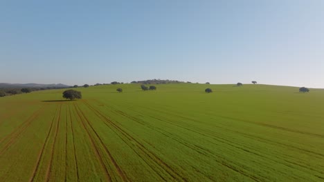 Expansive-Open-Grass-Fields-in-Spanish-Farmland