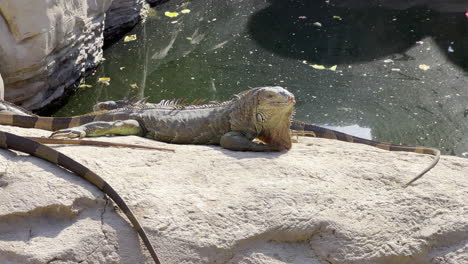 Iguana-sunbathing-on-a-rock-in-the-sun-near-a-lake
