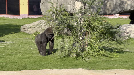 Ein-Schwarzer-Gorilla-Schüttelt-Einen-Kleinen-Baum-Auf-Der-Suche-Nach-Früchten,-Während-Er-Im-Grünen-Gras-Um-Ihn-Herumgeht