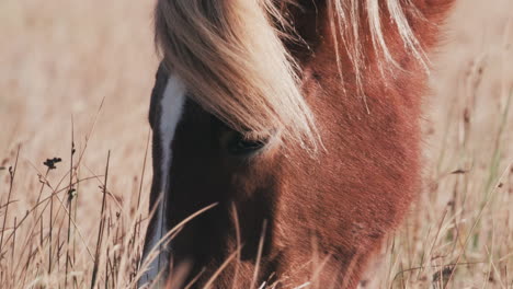 Icelandic-horse-grazing-in-field-on-sunny-day,-slow-motion,-extreme-close-up
