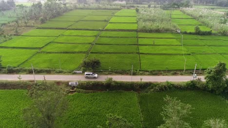 Aerial-drone-follow-shot-of-a-white-car-driving-by-in-between-paddy-fields