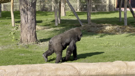 Gorila-Macho-Negro-Caminando-Nerviosamente-Dentro-De-La-Jaula-Del-Safari