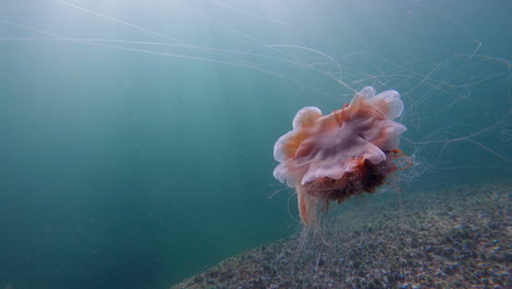 lion's-mane-jellyfish-swimming-in-slow-motion-during-a-dive-in-Percé,-Quebec