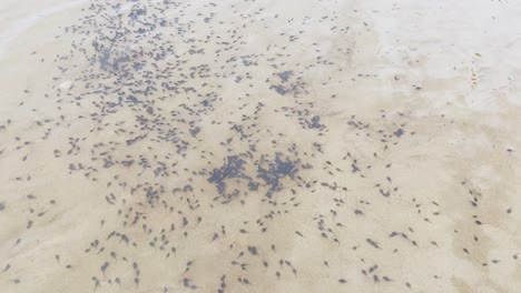 Large-Group-of-Tadpoles-swimming-around-in-Shallow-River-Water