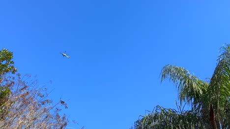 Helicopter-flying-overhead-across-cloudless-clear-blue-sky-over-treetops