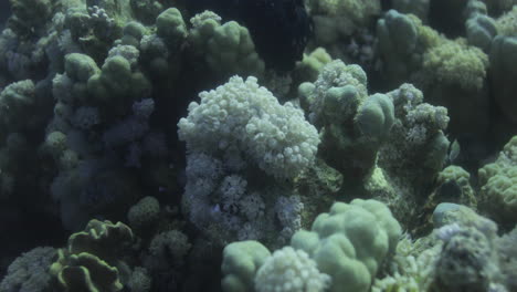 Goniopora,-Oft-Blumentopfkoralle-Genannt,-Ist-Eine-Gattung-Kolonialer-Steinkorallen,-Die-Im-Roten-Meer-Zu-Finden-Sind,-Eine-Rätselhafte-Koralle,-Die-Die-Fantasie-Vieler-Riff-Hobbyisten-Erobert-Hat