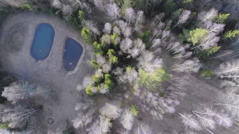 Drone-Filmando-árboles-Desde-Arriba