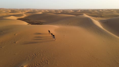 Vista-Aérea-De-La-Caravana-De-Camellos-Caminando-Por-Las-Dunas-De-Arena-En-El-Desierto-Del-Sahara-Africano,-Mauritania