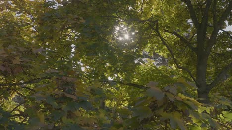 Grüner-Ahornbaum-Mit-Sonnenschein,-Gottstrahlen,-Die-Durch-Zweige-Kommen