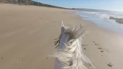 Rider-galloping-a-white-horse,-on-the-shore-of-a-beautiful-beach