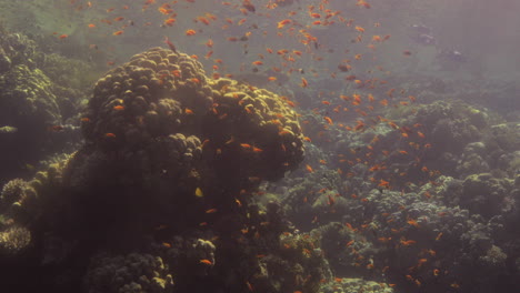 Anthias-fische,-Die-Das-Große-Korallenschilf-Des-Roten-Meeres-Umgeben-Und-Eine-Große-Korallenkolonie-Bilden