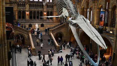 Walking-under-the-Blue-Whale-within-The-Natural-History-Museum,-London,-United-Kingdom