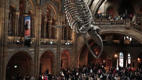 Visit-the-Blue-Whale-within-the-Natural-History-Museum,-London,-United-Kingdom