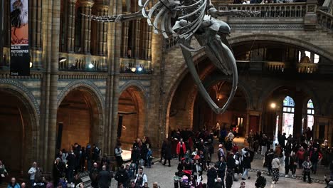 People-walking-under-the-whale-within-the-Natural-History-Museum,-London,-United-Kingdom