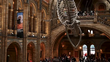 Blue-whale-within-the-Natural-History-Museum,-London,-United-Kindom
