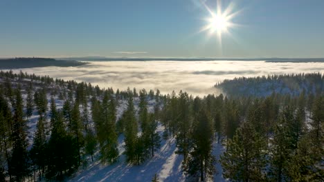 Snowy-forest-with-evergreen-trees,-slowly-moves-over-foggy-valley-in-distance