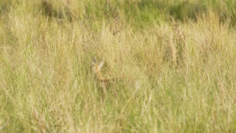 Pampas-deer-,-natural-habitat-in-San-Luis,-Argentina