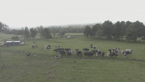 Dolly-out-of-a-herd-of-dairy-cows-who-are-gathered-together-looking-at-a-calf,-in-a-milking-farm-with-a-large-space-to-graze-and-walk,-cold-and-calm-landscape