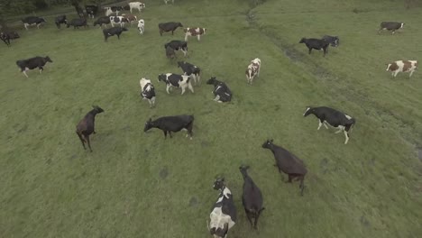 flight-over-an-open-field-where-a-group-of-mostly-Holstein-dairy-cows-live,-some-rest-and-others-walk-while-grazing-in-the-green-field
