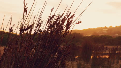 Einheimisches-Australisches-Gras-In-Zeitlupe-Bei-Goldenem-Sonnenuntergang
