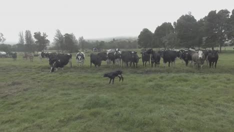 small-and-defenseless-farm-animal-looks-for-its-mother-in-the-middle-of-a-herd-of-cows,-it-is-a-cold-day-with-fog,-big-trees-and-milking-place