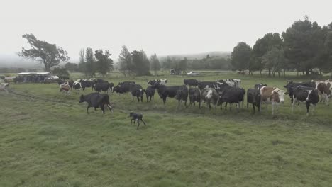 Newborn-calf-tries-to-follow-his-mother-while-the-other-cows-watch-his-awkward-and-unsteady-walking-movements-and-his-mother-walks-away