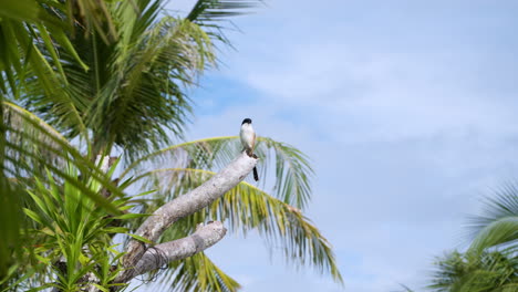 Langschwänziger-Würgervogel-Sitzt-Auf-Einem-Großen,-Abgeschnittenen-Baumzweig-Auf-Der-Insel-Mactan,-Lapu-lapu,-Cebu,-Philippinen