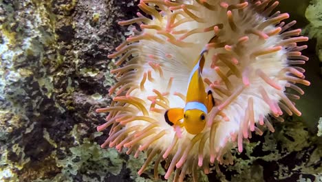 clown-fish-taking-refuge-in-an-anemone