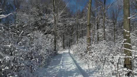 Exploring-hiking-path-through-frozen-white-snowy-cold-forest-as-POV-nature-dolly