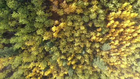 Aerial-top-down-rising-shot-of-colorful-trees-in-Guanella-Pass-during-autumn