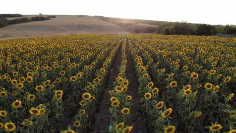 Ländliche-Szene-Mit-Sonnenblumenplantage-Bei-Sonnenaufgang