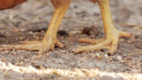Close-up-Of-A-Chicken-Feet-Feeding-On-The-Ground