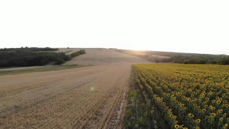 Landwirtschaftliche-Ebenen-Und-Sonnenblumenfelder-Während-Des-Sonnenuntergangs