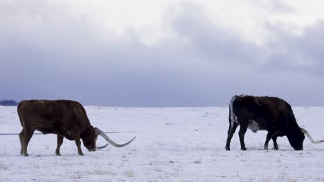 Texas-Longhorn-Rinder,-Die-Auf-Schneebedecktem-Feld-Grasen,-Winter,-Schnee,-4k