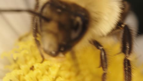 Extreme-Nahaufnahme-Einer-Biene,-Die-Sich-Um-Eine-Weiße-Gänseblümchenblume-Bewegt