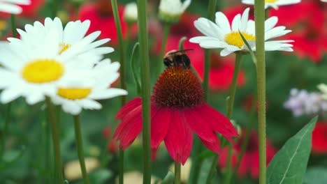 Gimbal-Bewegen-Sich-An-Einem-Windigen-Tag-Auf-Bienen,-Die-Rote-Helenien-Zwischen-Weißen-Gänseblümchen-Bestäuben