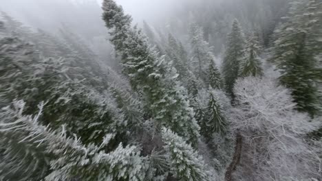 Stunning-FPV-Shot-Over-Snowy-Green-Forest-In-Bucegi-Mountains,-Romania
