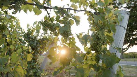 gorgeous-vineyard-grapevine-footage-with-beautiful-green-grape-clusters