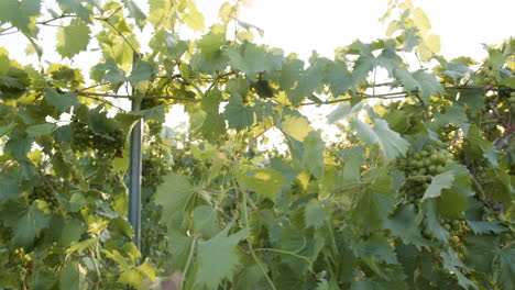 vineyard-with-grapevines-and-clusters-of-grapes