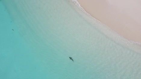 Aerial-drone-rocket-shot-of-a-nurse-shark-in-shallow-beach-waters---Maldives-Island