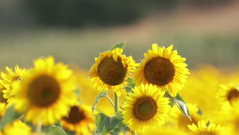 Yellow-Sunflowers-In-A-Rural-Field-During-Summer---close-up
