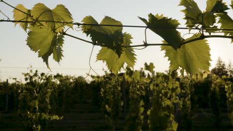 sunset-vineyard-footage-of-grapevines-with-green-grape-clusters