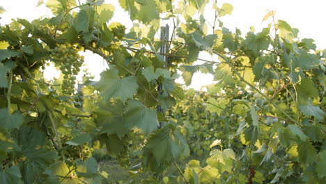 medium-wide-shot-in-a-vineyard-of-grapevines-with-green-grape-clusters