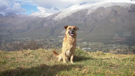 Beautiful-Unique-Dog-Standing-In-Front-Of-Huascaran-Snowy-Hills-Mountains-in-Yungay-Peru