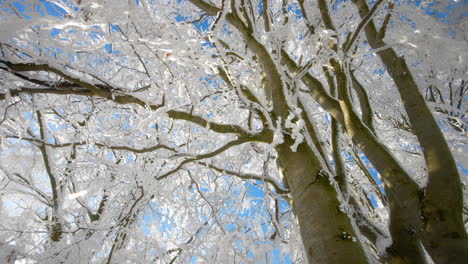 Bäume-Und-Zweige-Mit-Frischem-Schnee-Bedeckt,-Mit-Blauem-Himmel-An-Einem-Sonnigen-Wintertag