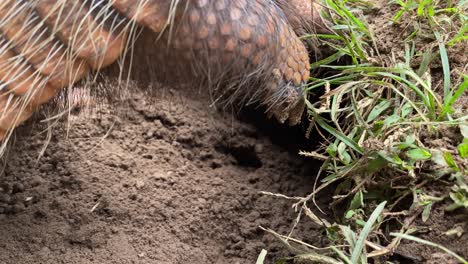 Armadillo-digging-and-details-of-eyes-ears-and-scales---six-banded-armadillo