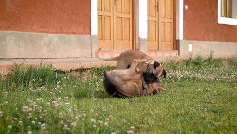 Nahaufnahme-Von-Zwei-Hunden,-Die-Gemeinsam-Fröhlich-Auf-Dem-Rasen-Im-Grünen-Hof-Des-Hauses-In-Yungay-Peru-Spielen