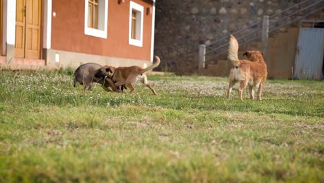 Zwei-Glückliche-Hunde,-Die-Zusammen-Auf-Gras-Im-Grünen-Hof-Des-Hauses-Spielen