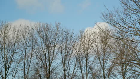 A-Flock-Of-Birds-Sits-On-A-Tree-In-Winter-Against-A-Blue-Sky